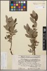 Foto von Salix caprea L. x Salix lapponum L.
